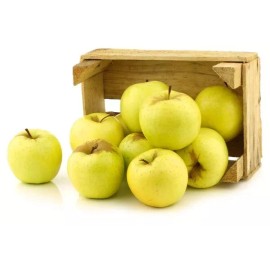 Santiam Nursery Golden Delicious apple tree, bare root