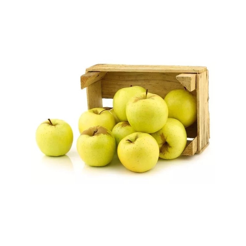Santiam Nursery Golden Delicious apple tree, bare root