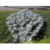 Seeds4planting - Seeds Dusty Miller Silver Groundsel Silver Dust Cineraria