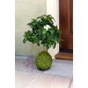 SuperMoss (29348) Kokedama Planter, 6", Fresh Green