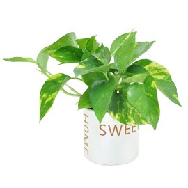 Costa Farms Easy Care Devil's Ivy Golden Pothos Live Indoor Plant, 8-Inches Tall, Home Sweet Home Planter Room Decor