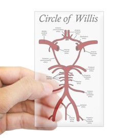 CafePress Circle of Willis Rectangle Bumper Sticker Car Decal