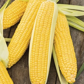 PAPAW'S GARDEN SUPPLY LLC. Helping The Next Generation Grow! Incredible Yellow Sweet Corn Treated Seeds, Non-GMO, 1 Pack of 400 Vegetable Seeds