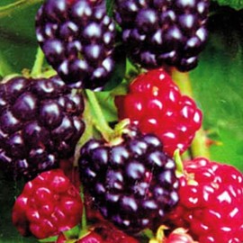 100 Seeds/Pack Thornless BlackBerry Seeds,Delicious,Nutritious, Sweet, Natural Snack, Perennial Garden Or Pot Fruit