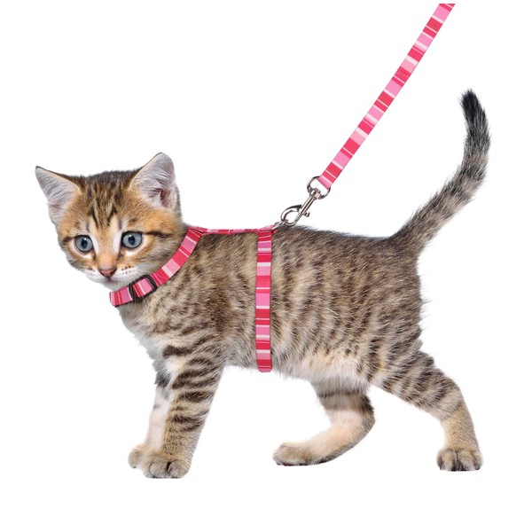 Flamingo Kitten Harness with Lead - Alfry | Adjustable (15-25cm,