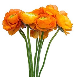 Utopia Seeds 12 Orange French Peony Ranunculus Corms