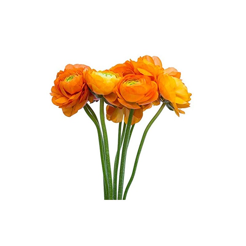 Utopia Seeds 12 Orange French Peony Ranunculus Corms