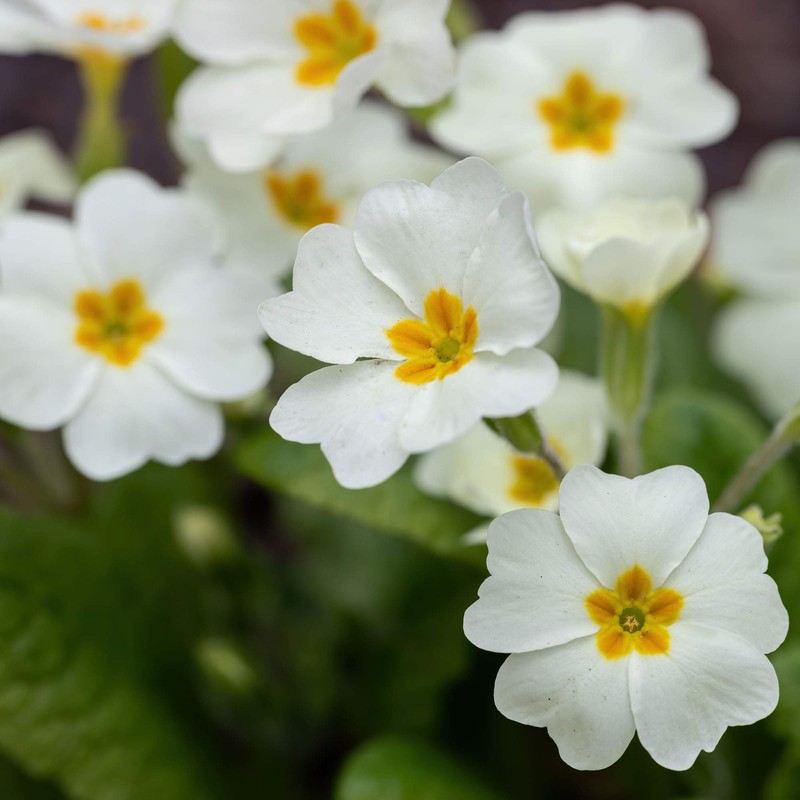 Outsidepride Common Primrose White - 100 Seeds
