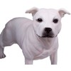 White Staffordshire Bull Terrier Dog Figurine