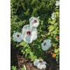 WHITE HIBISCUS MOSCHEUTOS (SWAMP ROSE-MALLOW) 20 SEEDS ( FRESH 2023