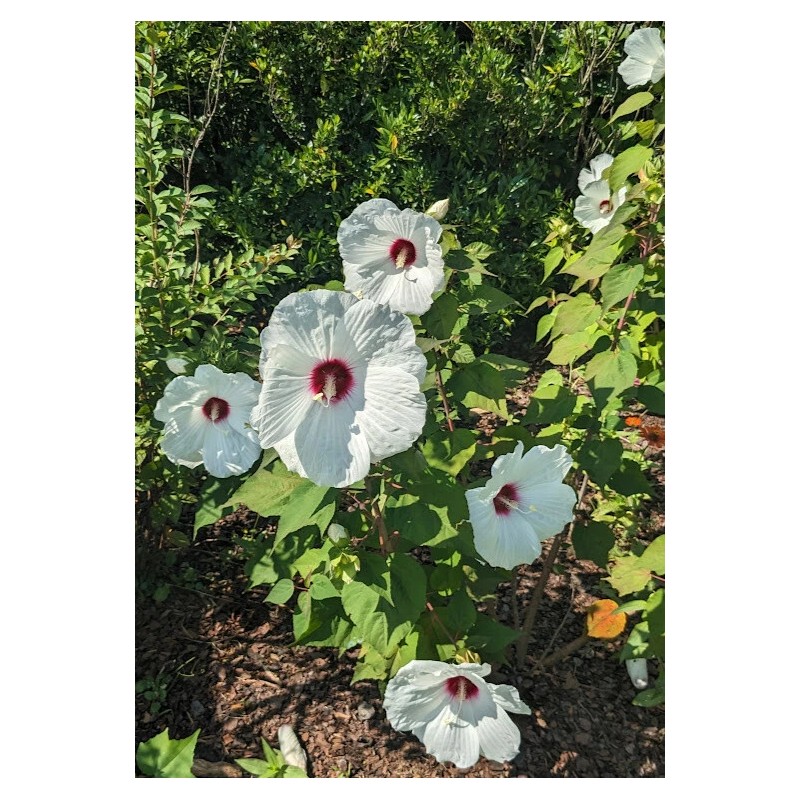 WHITE HIBISCUS MOSCHEUTOS (SWAMP ROSE-MALLOW) 20 SEEDS ( FRESH 2023