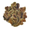 Dried Senna Pods Herbal Tea 85g to 1.95 KG Premium