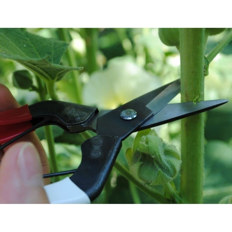 Okatsune No. 307 Fruit Shears 7.1 inches (180 mm) (Boxed)