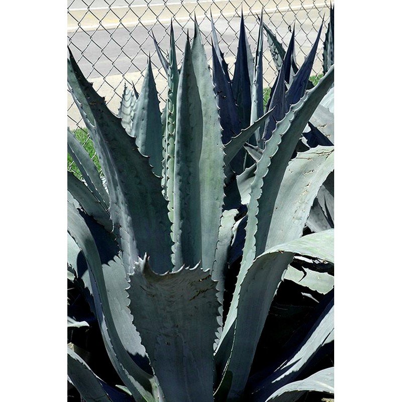 Agave Americana - Blue Agave - 2 Plants in Big