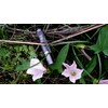 Xeno Waterproof Mini Military Standard Cree LED Flashlight ES1 with