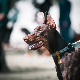 IVIA PET Dog Collar Copper Bell Pet Tracker Noise Maker/Leather Country Cow Bell for Pet Anti- Lost Pendant Tags for Pet Training Tracker Christmas New Year’s Eve(M)(Rose Gold)