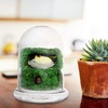 Angoily Decorative Glass Display Dome Cloche- 6in Height Clear Cloche