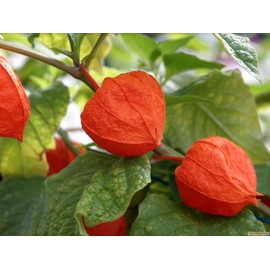 RAISE ME UP: Seeds Chinese Lantern Lady Madonna Physalis Cape Gooseberry Orange Non GMO Heirloom