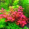 15 Red Ludwigia Repens Leaf Live Aquarium Plants Stem Bunch