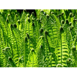 Greenwood Nursery: Live Perennial Plants - Ostrich Fern + Matteuccia Struthiopteris - [Qty: 3X Pint Pots] - (Click for Other Available Plants/Quantities)