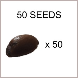 Wise Oak Design American Persimmon | 6-100 Organic Seeds | Diospyros Virginiana | US Fruit - 50 Seeds