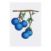 'Berries On A Branch' Temporary Tattoo - Water Resistant, Skin-Safe,