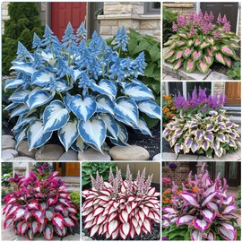 300+ Hosta Seeds Heart-Shaped Hosta Bare Roots - Rich Foliage, Heart Shaped Leaves, Outdoor Garden Attract Pollinators Perennial Bonsai Decoration