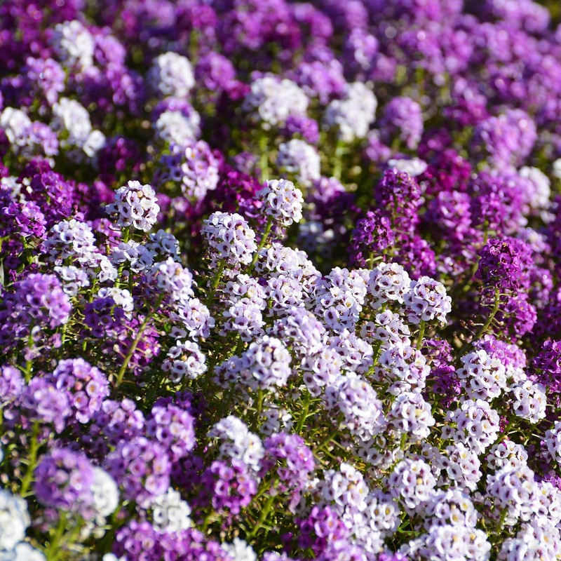 Outsidepride Mixed Alyssum Seeds - 2000 Pcs Annual, Drought-Tolerant &
