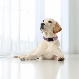 Boswany Highly Reflective Dog Collar, Adjustable Nylon Basic Collar Quick Release Buckle for Small Medium Large Dogs, S, M, L Sizes (Small,10"-15" Purple)