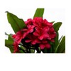 Red Plumeria Frangipani Plant Cutting Hawaii Cx8