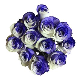 Fresh Cut Tinted Purple and White Roses from Flower Explosion -24 Stems