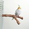 Allazone 6 PCS Bird Perch Stand Natural Wood Standing &