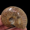 LapidaryCentral Flashy Red Polished Iridescent Ammonite with Flowering! 1.5-2 Inches!