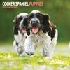 Cocker Spaniel Puppies Calendar 2025