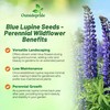 Outsidepride Wild Blue Perennial Lupine Seeds - 500 Pcs. Self-Sowing,