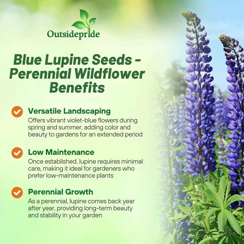 Outsidepride Wild Blue Perennial Lupine Seeds - 500 Pcs. Self-Sowing,