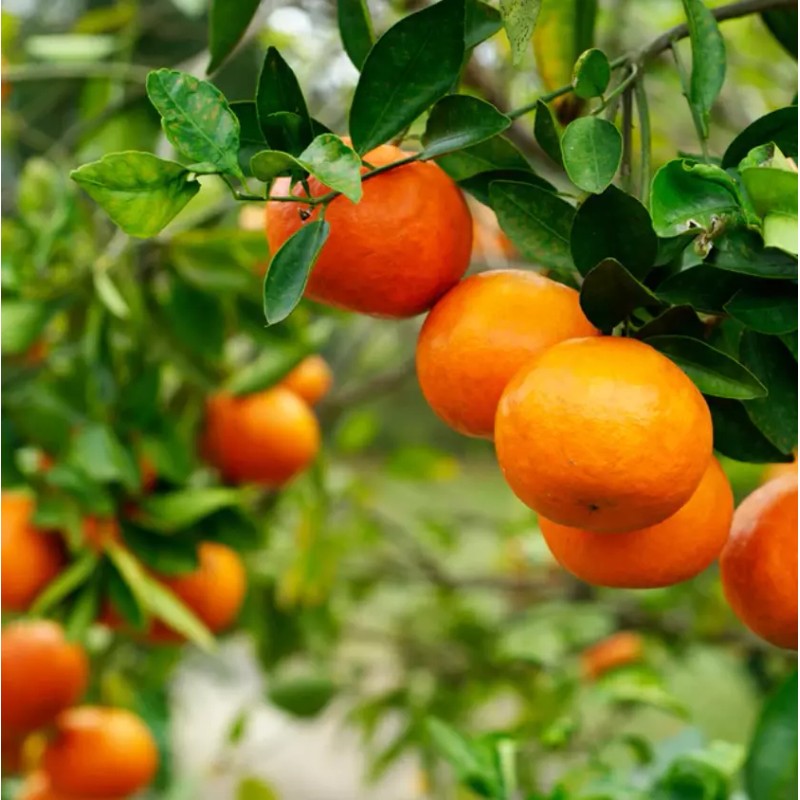 Tree Kishu Mandarin Tree (Seedless) - 24-36" Tall - Live