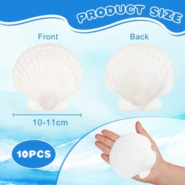 Wirow 10Pcs Natural White Scallop Shells 10-12cm Large Seashells for DIY Crafts, Beach Wedding Decor, Party & Home Decoration Bulk Scallop Shells for Resin Art, Painting, Centerpieces