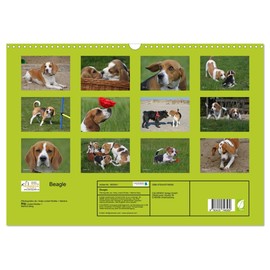 Beagle Wall Calendar 2025 DIN A3 Landscape CALVENDO Monthly Calendar
