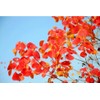 30 Triadica sebifera Seeds Chinese Tallow Tree Candleberry Tree, Chicken