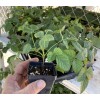 Boysenberry Plant – Live Boysenberry Plant