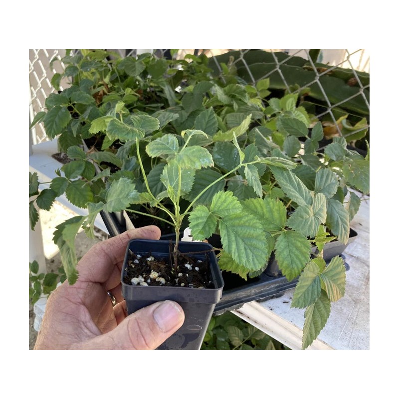 Boysenberry Plant – Live Boysenberry Plant