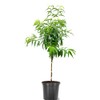 American Plant Exchange Peach Tree 'Contender' – 5-Gallon Pot –