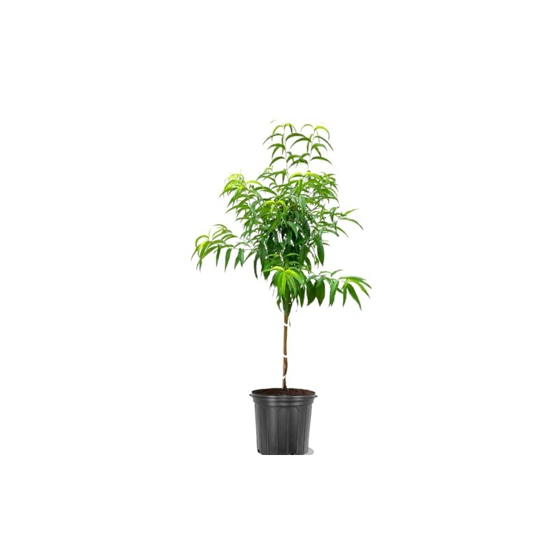 American Plant Exchange Peach Tree 'Contender' – 5-Gallon Pot –
