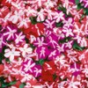 Outsidepride Impatiens Star Mix - 100 Seeds