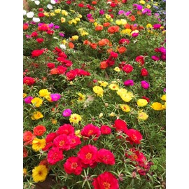 TomorrowSeeds - Double Mix Moss Rose Succulent Seeds - 10000+ Count - For 2026 Planting Flowering Succulent Eleven O'Clock Mexican Rosa Purslane Rock Creeping Portulaca Hot Weather Plant Garden Flower