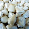 Truckers Favorite White Corn Seeds - 25 LB Bulk ~32,000