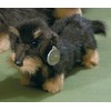 Förster 5507 Wire-Haired Dachshund Soft Toy 26 CM