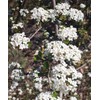 Viburnum Mrs. Schiller's Delight I 1 Large Gallon Size Plant