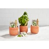 Mud Pie Oregano Herb Planting Set